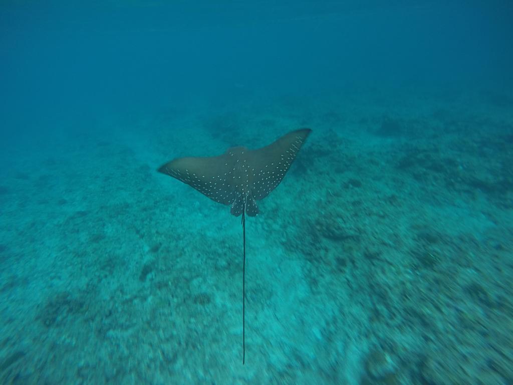 Maldives Seashine Ξενοδοχείο Huraa Εξωτερικό φωτογραφία